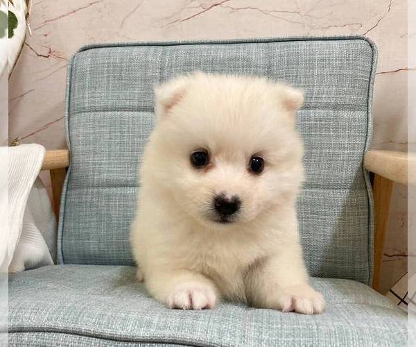 Medium Photo #1 Japanese Spitz Puppy For Sale in CHICAGO, IL, USA
