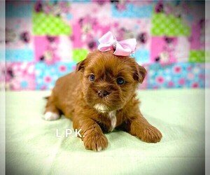 Medium Shorkie Tzu