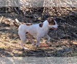 Small #6 Beagle Mix