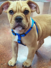 Miniature Bulldog Puppy for sale in SOUTH LYON, MI, USA