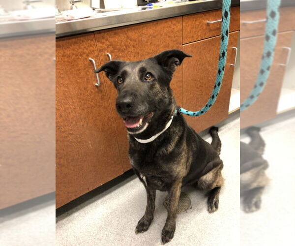 Medium Photo #2 German Shepherd Dog-Unknown Mix Puppy For Sale in Rancho Cucamonga, CA, USA