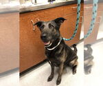 Small #1 German Shepherd Dog Mix