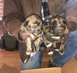Azores Cattle Dog Puppy for sale in AMELIA COURT HOUSE, VA, USA