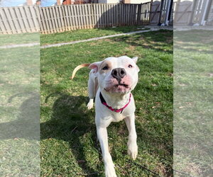 Mutt Dogs for adoption in Alexandria, VA, USA