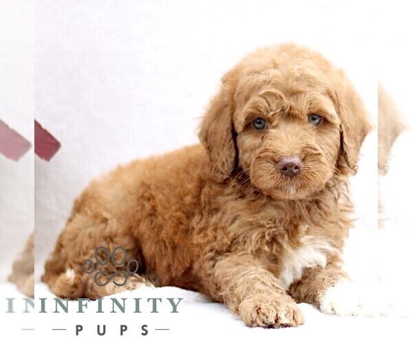 Medium Photo #3 Goldendoodle (Miniature) Puppy For Sale in EPHRATA, PA, USA