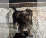 Small #1 Yorkshire Terrier