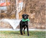 Small Photo #4 Labrador Retriever-Retriever  Mix Puppy For Sale in Unionville, PA, USA