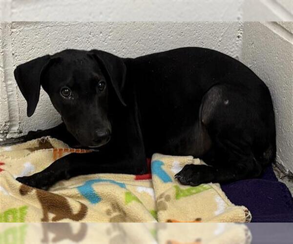 Medium Photo #1 Labrador Retriever-Unknown Mix Puppy For Sale in Rosenberg, TX, USA