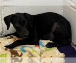 Small Labrador Retriever Mix