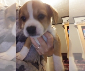 French Bulldog-Poodle (Toy) Mix Puppy for sale in NEW WAVERLY, TX, USA