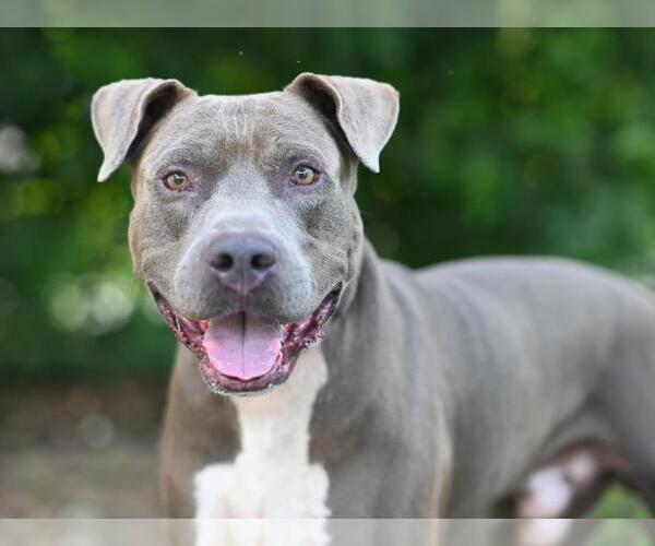 Medium Photo #1 Mutt Puppy For Sale in Tavares, FL, USA