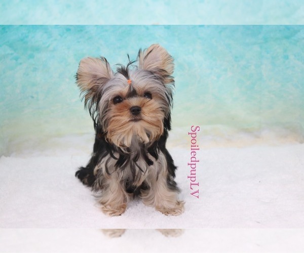 Medium Photo #2 Yorkshire Terrier Puppy For Sale in LAS VEGAS, NV, USA