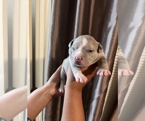 American Bully Puppy for sale in BLACKSBURG, VA, USA