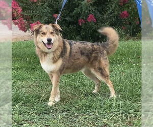 Catahoula Leopard Dog-Huskies  Mix Dogs for adoption in Huntsville, AL, USA