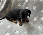 Small #4 Dachshund
