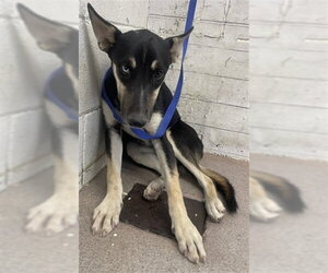 German Shepherd Dog-Unknown Mix Dogs for adoption in San Bernardino, CA, USA