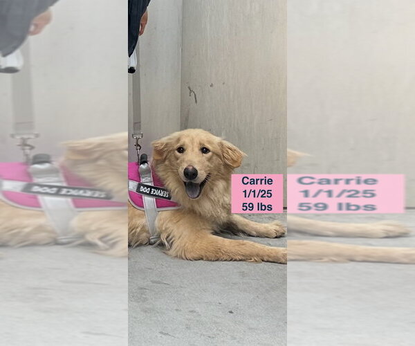 Medium Photo #22 Golden Retriever Puppy For Sale in West Hollywood, CA, USA