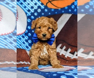 Goldendoodle-Poodle (Miniature) Mix Puppy for sale in QUARRYVILLE, PA, USA