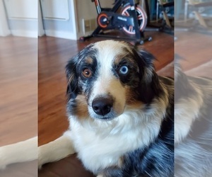 Mother of the Miniature Australian Shepherd puppies born on 05/03/2025