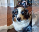 Small Photo #1 Miniature Australian Shepherd Puppy For Sale in DENTON, TX, USA