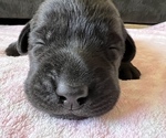 Small Photo #1 Labrador Retriever Puppy For Sale in PRESCOTT, AZ, USA
