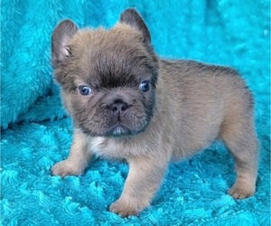 French Bulldog Puppy for sale in LAS VEGAS, NV, USA