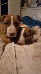Bull Terrier Puppy for sale in LAS VEGAS, NV, USA