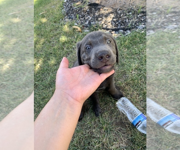 Medium Photo #7 Labrador Retriever Puppy For Sale in HENDERSON, NV, USA