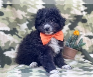 Aussiedoodle Miniature Puppy for sale in LAKELAND, FL, USA