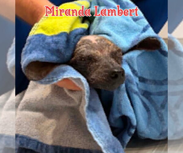 Medium Photo #14 Dachshund Puppy For Sale in San Antonio, TX, USA