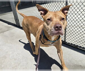 American Pit Bull Terrier Dogs for adoption in Denver, CO, USA