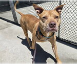 Small American Pit Bull Terrier