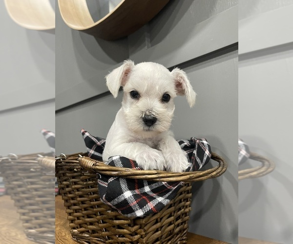 Full screen Photo #3 Schnauzer (Miniature) Puppy For Sale in FAIRFIELD, CA, USA