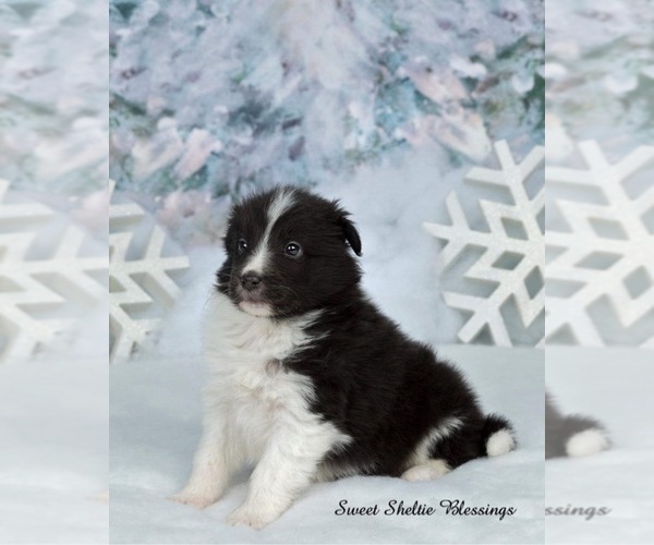 Medium Photo #1 Shetland Sheepdog Puppy For Sale in CENTER CROSS, VA, USA