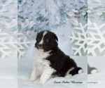 Small Photo #1 Shetland Sheepdog Puppy For Sale in CENTER CROSS, VA, USA