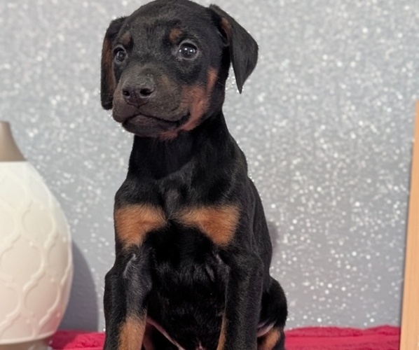 Medium Photo #6 Doberman Pinscher Puppy For Sale in GOSHEN, IN, USA