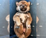 Puppy Black Shiba Inu
