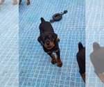 Small Photo #14 Rottweiler Puppy For Sale in DES MOINES, IA, USA