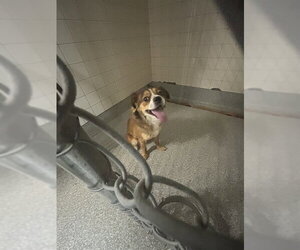 Cavalier King Charles Spaniel-Unknown Mix Dogs for adoption in Pasadena, TX, USA
