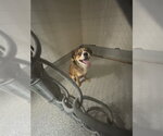 Small Cavalier King Charles Spaniel Mix