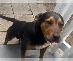 Rottweiler-Unknown Mix Dogs for adoption in Houston, TX, USA