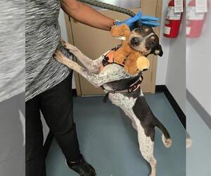 Bull Terrier-Unknown Mix Dogs for adoption in London, Ontario, Canada