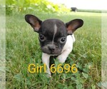 Small Photo #4 French Bulldog Puppy For Sale in CLARE, IL, USA