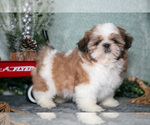 Small Photo #1 Shih Tzu Puppy For Sale in CLARE, MI, USA