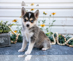 Puppy 1 Pomsky