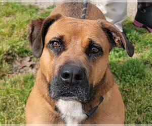 Black Mouth Cur-Boxer Mix Dogs for adoption in Anniston, AL, USA