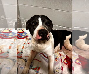 American Staffordshire Terrier Dogs for adoption in Pierceton , IN, USA