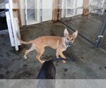 Small Photo #12 German Shepherd Dog-Unknown Mix Puppy For Sale in Sebec, ME, USA