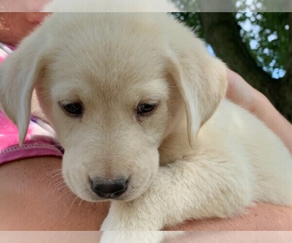 Medium Photo #4 Labrador Retriever Puppy For Sale in WARSAW, OH, USA