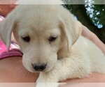 Small Photo #4 Labrador Retriever Puppy For Sale in WARSAW, OH, USA